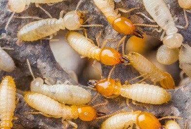 Termites Control